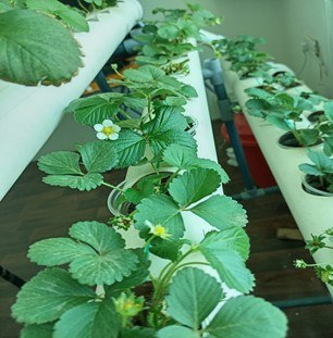 hydroponic strawberries Yemmen.jpg